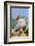 Pig-null-Framed Photographic Print