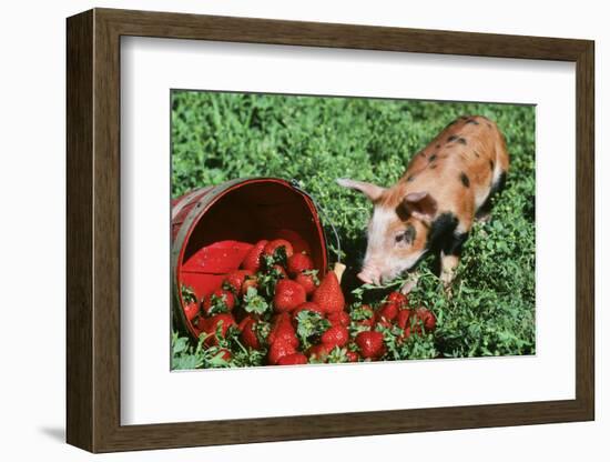 Pig-null-Framed Photographic Print