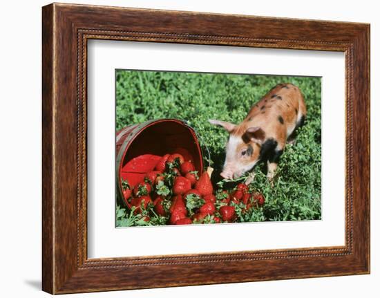 Pig-null-Framed Photographic Print