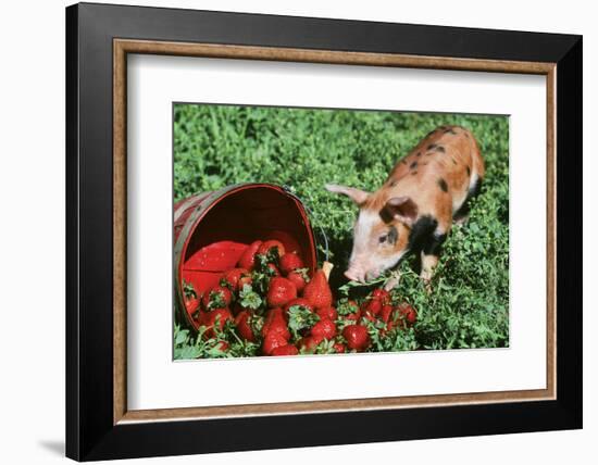 Pig-null-Framed Photographic Print