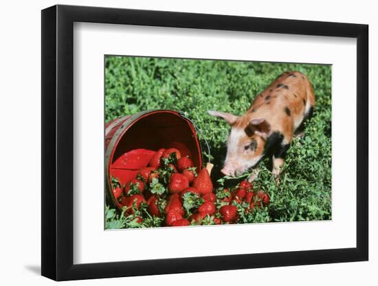 Pig-null-Framed Photographic Print