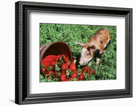 Pig-null-Framed Photographic Print