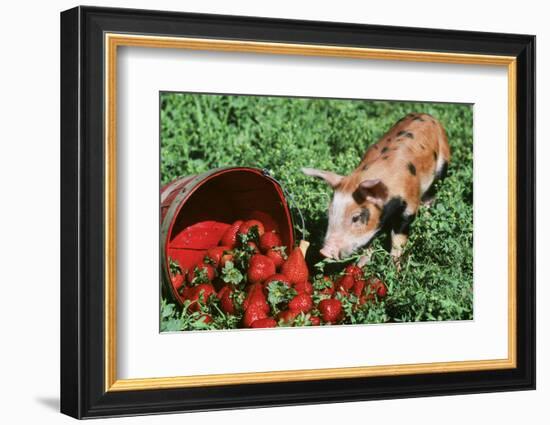 Pig-null-Framed Photographic Print