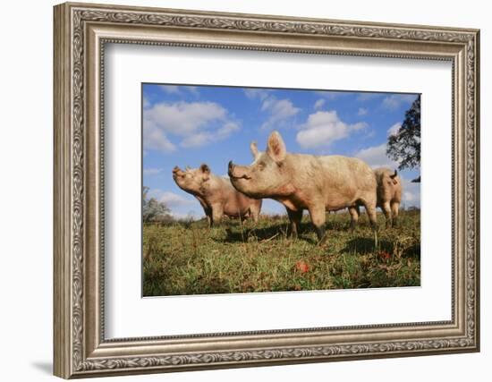 Pig-null-Framed Photographic Print