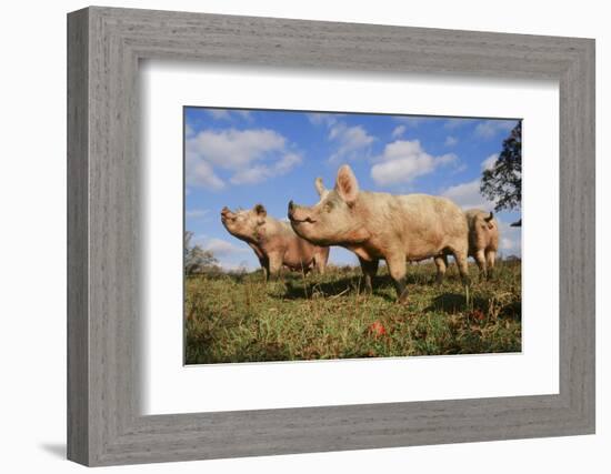 Pig-null-Framed Photographic Print