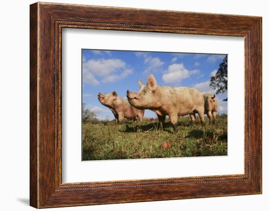 Pig-null-Framed Photographic Print