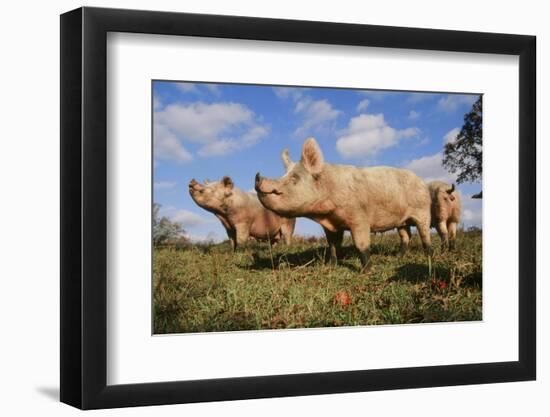 Pig-null-Framed Photographic Print