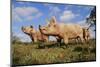 Pig-null-Mounted Photographic Print