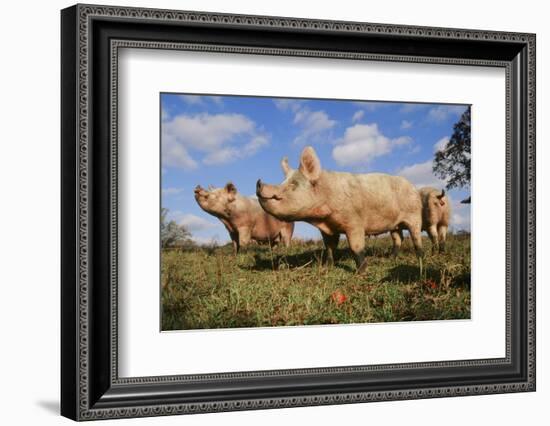 Pig-null-Framed Photographic Print