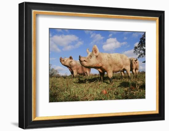 Pig-null-Framed Photographic Print