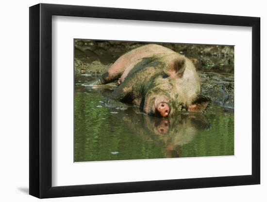 Pig-null-Framed Photographic Print