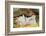 Pig-null-Framed Photographic Print