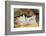 Pig-null-Framed Photographic Print