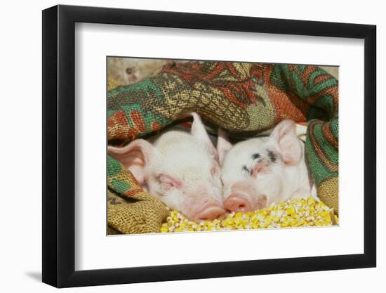 Pig-null-Framed Photographic Print