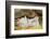 Pig-null-Framed Photographic Print