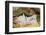 Pig-null-Framed Photographic Print