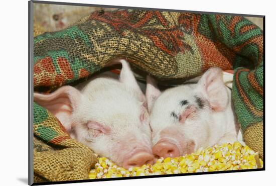 Pig-null-Mounted Photographic Print