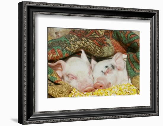 Pig-null-Framed Photographic Print