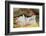 Pig-null-Framed Photographic Print