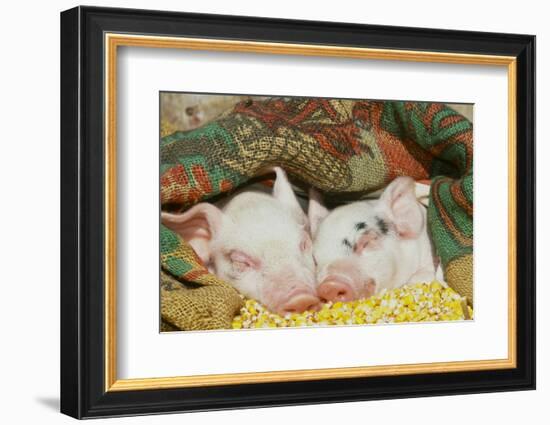 Pig-null-Framed Photographic Print