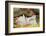 Pig-null-Framed Photographic Print