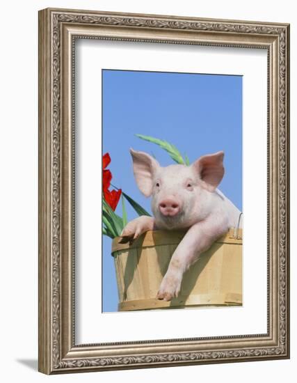 Pig-null-Framed Photographic Print