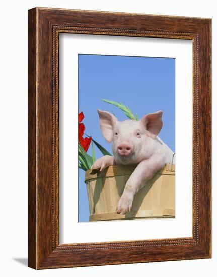 Pig-null-Framed Photographic Print