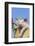 Pig-null-Framed Photographic Print