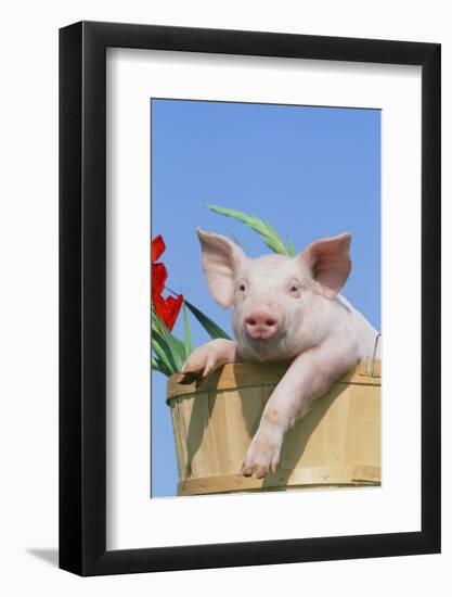 Pig-null-Framed Photographic Print