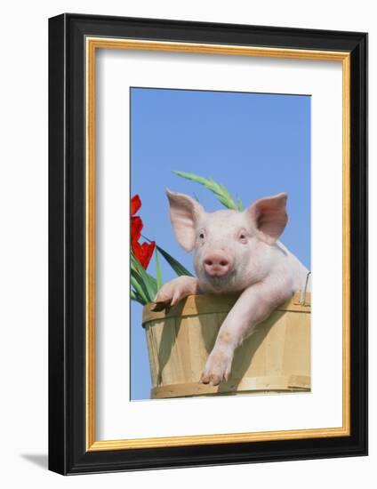 Pig-null-Framed Photographic Print