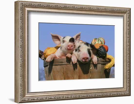 Pig-null-Framed Photographic Print