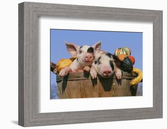 Pig-null-Framed Photographic Print