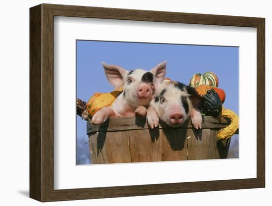 Pig-null-Framed Photographic Print