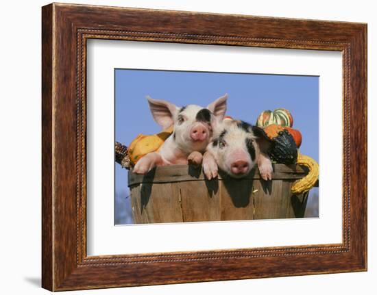 Pig-null-Framed Photographic Print