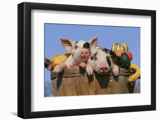 Pig-null-Framed Photographic Print