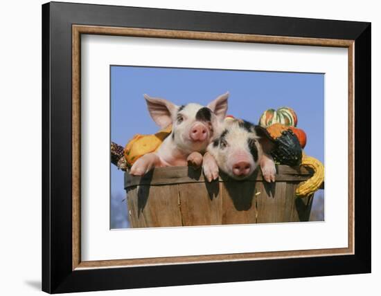 Pig-null-Framed Photographic Print