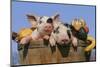 Pig-null-Mounted Photographic Print