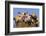 Pig-null-Framed Photographic Print