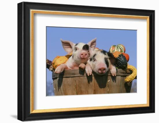 Pig-null-Framed Photographic Print