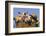 Pig-null-Framed Photographic Print