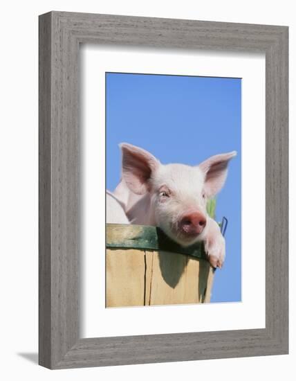 Pig-null-Framed Photographic Print