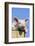 Pig-null-Framed Photographic Print