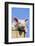 Pig-null-Framed Photographic Print