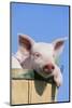 Pig-null-Mounted Photographic Print