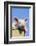 Pig-null-Framed Photographic Print