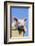 Pig-null-Framed Photographic Print