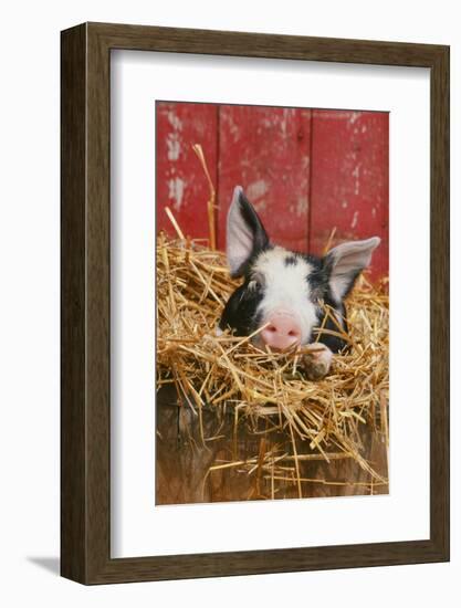 Pig-null-Framed Photographic Print