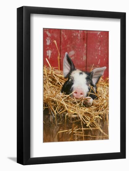 Pig-null-Framed Photographic Print