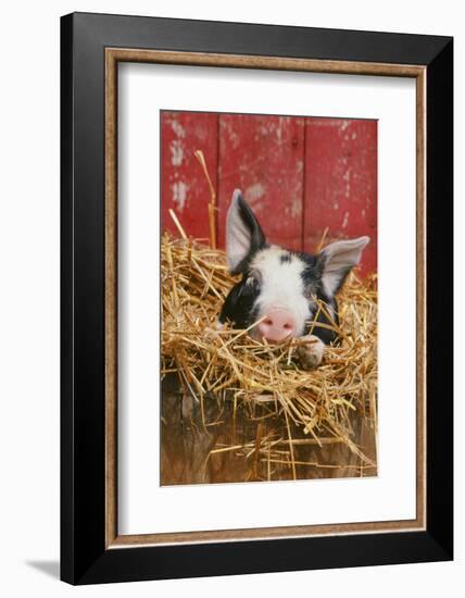 Pig-null-Framed Photographic Print