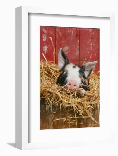 Pig-null-Framed Photographic Print